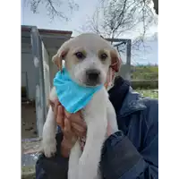 Foto dell\'animale Comune di Corigliano-Rossano - 380260044674692