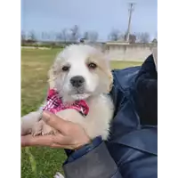 Foto dell\'animale Comune di Corigliano-Rossano - 380260044676967