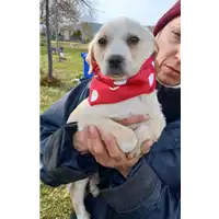 Foto dell\'animale Comune di Corigliano-Rossano - 380260044674399