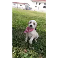 Foto dell\'animale Comune di Corigliano-Rossano - 380260044674762