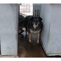 Foto dell\'animale Comune di Corigliano-Rossano - 380260010175549