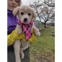 Foto dell\'animale Comune di Corigliano-Rossano - 380260044676769