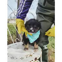 Foto dell\'animale Comune di Corigliano-Rossano - 380260044676329