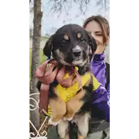 Foto dell\'animale Comune di Corigliano-Rossano - 380260044674724