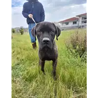 Foto dell\'animale Comune di Corigliano-Rossano - 380260044674815