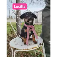 Foto dell\'animale Comune di Corigliano-Rossano - 380260044674754