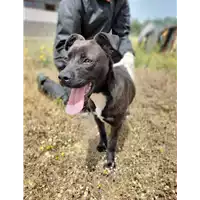 Foto dell\'animale Comune di Corigliano-Rossano - 380260044676511