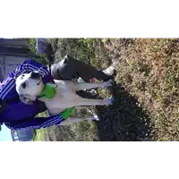 Foto dell\'animale Comune di Corigliano-Rossano - 380260044703929