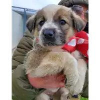 Foto dell\'animale Comune di Corigliano-Rossano - 380260044676161