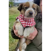 Foto dell\'animale Comune di Corigliano-Rossano - 380260044676516