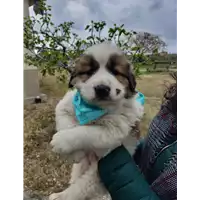 Foto dell\'animale Comune di Corigliano-Rossano - 380260044676157