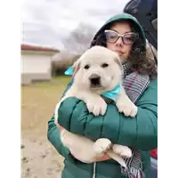 Foto dell\'animale Comune di Corigliano-Rossano - 380260044677282