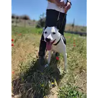 Foto dell\'animale Comune di Corigliano-Rossano - 380260044676580