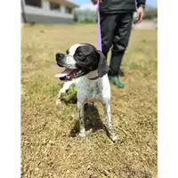 Foto dell\'animale Comune di Corigliano-Rossano - 380260044674477