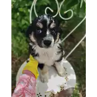 Foto dell\'animale Comune di Corigliano-Rossano - 380260044677314