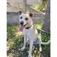Foto dell\'animale Comune di Corigliano-Rossano - 380260044676386