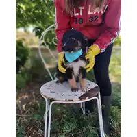 Foto dell\'animale Comune di Corigliano-Rossano - 380260044718571