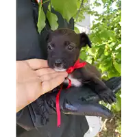 Foto dell\'animale Comune di Corigliano-Rossano - 380260044718782