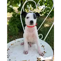 Foto dell\'animale Comune di Corigliano-Rossano - 380260044718477