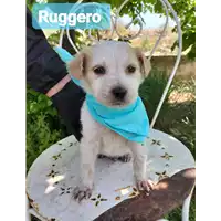 Foto dell\'animale Comune di Corigliano-Rossano - 380260044718412