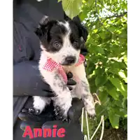 Foto dell\'animale Comune di Corigliano-Rossano - 380260044718979