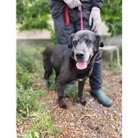 Foto dell\'animale Comune di Corigliano-Rossano - 380260044677406