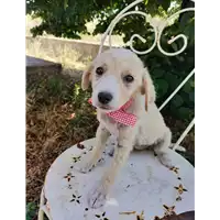 Foto dell\'animale Comune di Corigliano-Rossano - 380260044718201