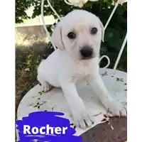 Foto dell\'animale Comune di Corigliano-Rossano - 380260044718399