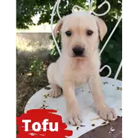 Foto dell\'animale Comune di Corigliano-Rossano - 380260044716899