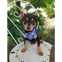 Foto dell\'animale Comune di Corigliano-Rossano - 380260044718649