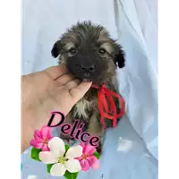 Foto dell\'animale Comune di Corigliano-Rossano - 380260044676337