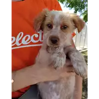 Foto dell\'animale Comune di Corigliano-Rossano - 380260044718285
