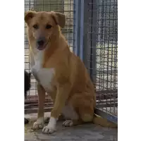 Foto dell\'animale Comune di Corigliano-Rossano - 380260010235397