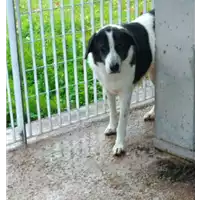 Foto dell\'animale Comune di Corigliano-Rossano - 380260010178279