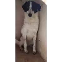 Foto dell\'animale Comune di Corigliano-Rossano - 380260010178272
