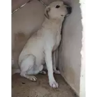 Foto dell\'animale Comune di Corigliano-Rossano - 380260010178260
