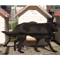 Foto dell\'animale Comune di Corigliano-Rossano - 380260010178273