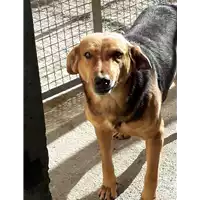 Foto dell\'animale Comune di Corigliano-Rossano - 380260010289898
