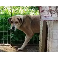 Foto dell\'animale Comune di Corigliano-Rossano - 380260010178555