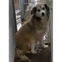 Foto dell\'animale Comune di Corigliano-Rossano - 380260010289883