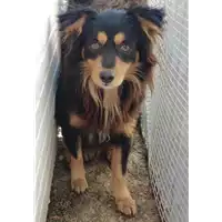 Foto dell\'animale Comune di Corigliano-Rossano - 380260010289943