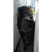 Foto dell\'animale Comune di Corigliano-Rossano - 380260010289929