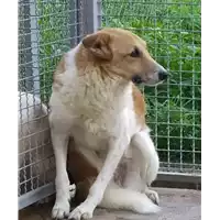 Foto dell\'animale Comune di Corigliano-Rossano - 380260010289745