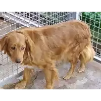 Foto dell\'animale Comune di Corigliano-Rossano - 380260010289847