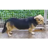 Foto dell\'animale Comune di Corigliano-Rossano - 380260010289740