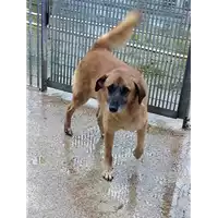 Foto dell\'animale Comune di Corigliano-Rossano - 380260010289733