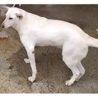 Foto dell\'animale Comune di Corigliano-Rossano - 380260010289638