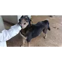 Foto dell\'animale Comune di Corigliano-Rossano - 380260010289628
