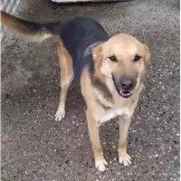 Foto dell\'animale Comune di Corigliano-Rossano - 380260010289903