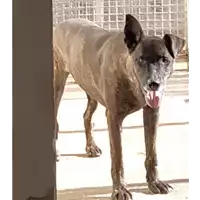 Foto dell\'animale Comune di Corigliano-Rossano - 380260042593228